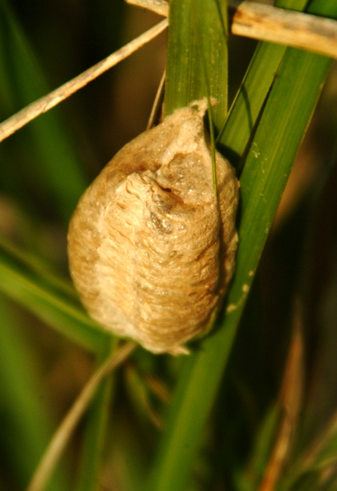 Ooteca di Mantis religiosa